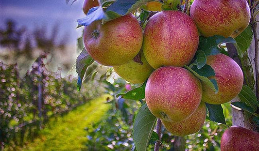 What are the different types of fruit trees?