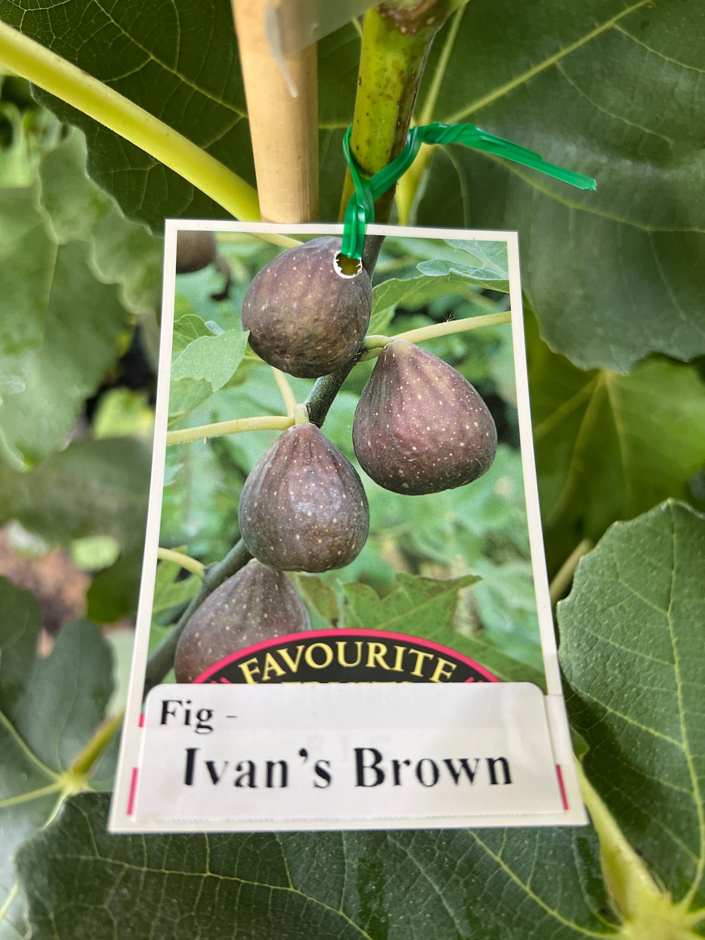Fig - Ivan’s Brown