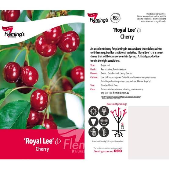 Cherry - Royal Lee