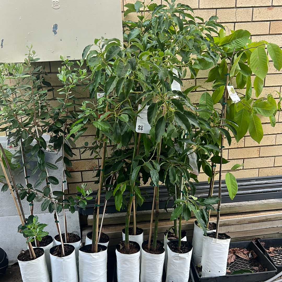 Dwarf Avocado - Pinkerton