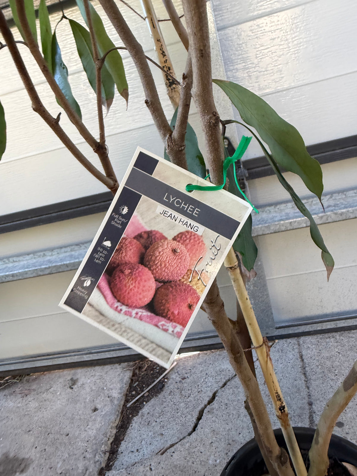 Advanced Semi Dwarf Lychee - Jean Hang