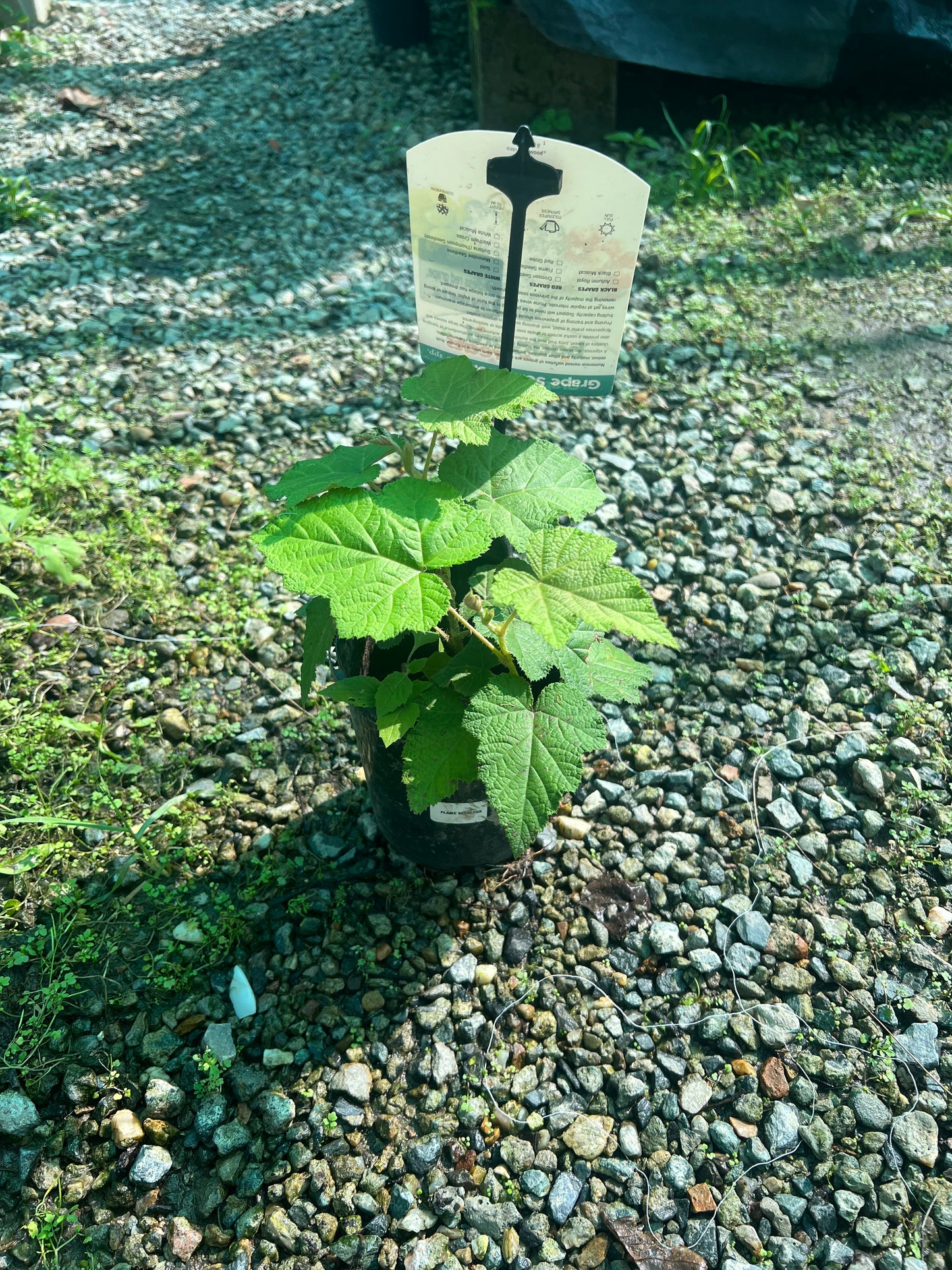 Raspberry - Molucca