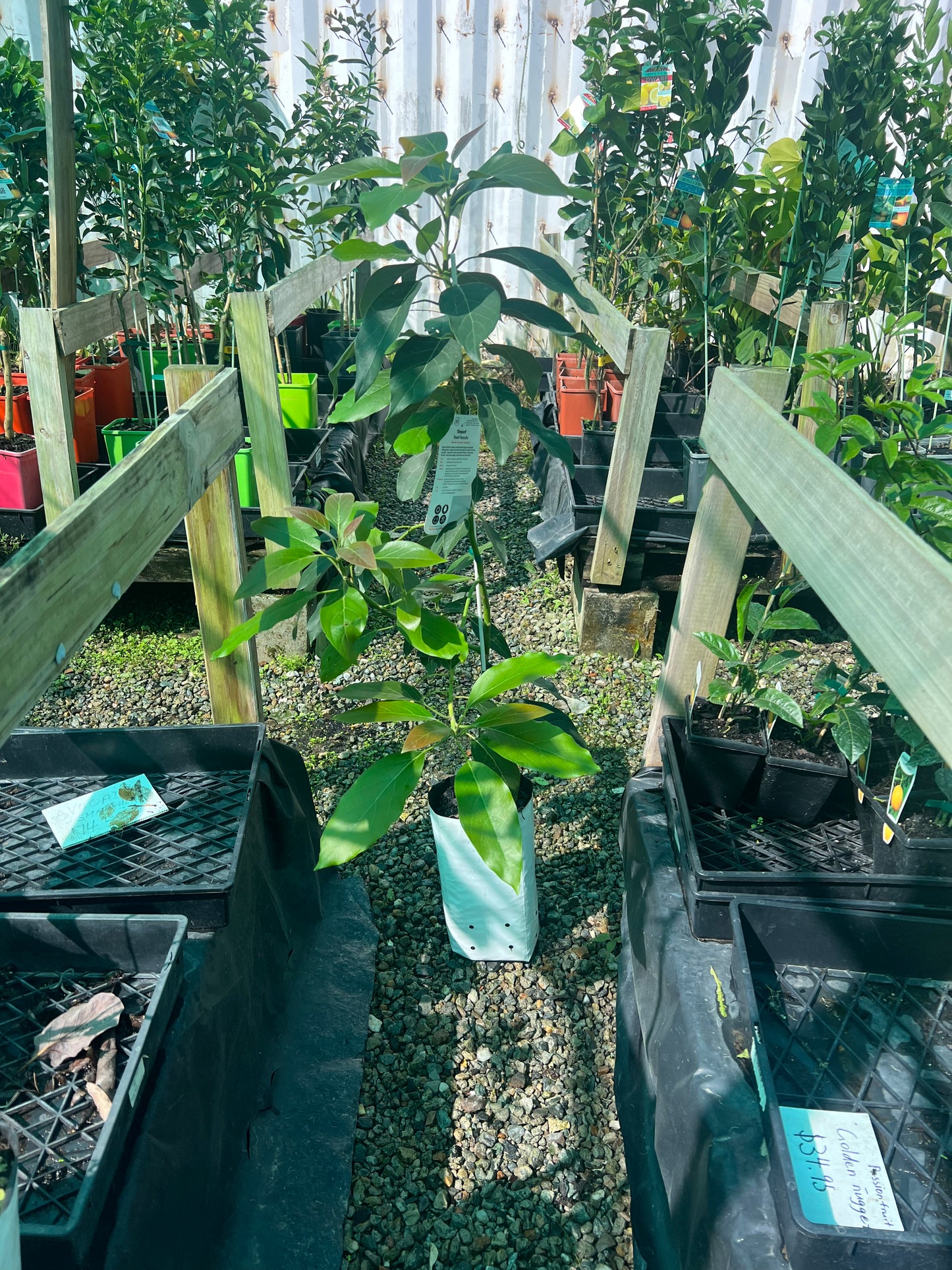 Dwarf Avocado - Shepard (Type B)