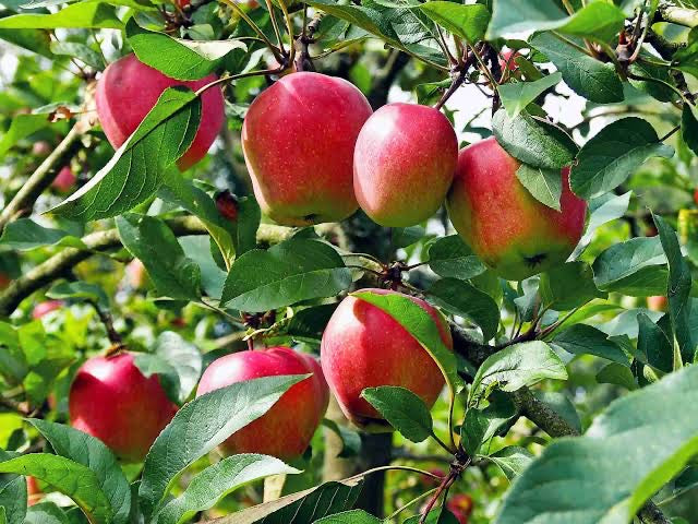 Super Dwarf Apple - Anna