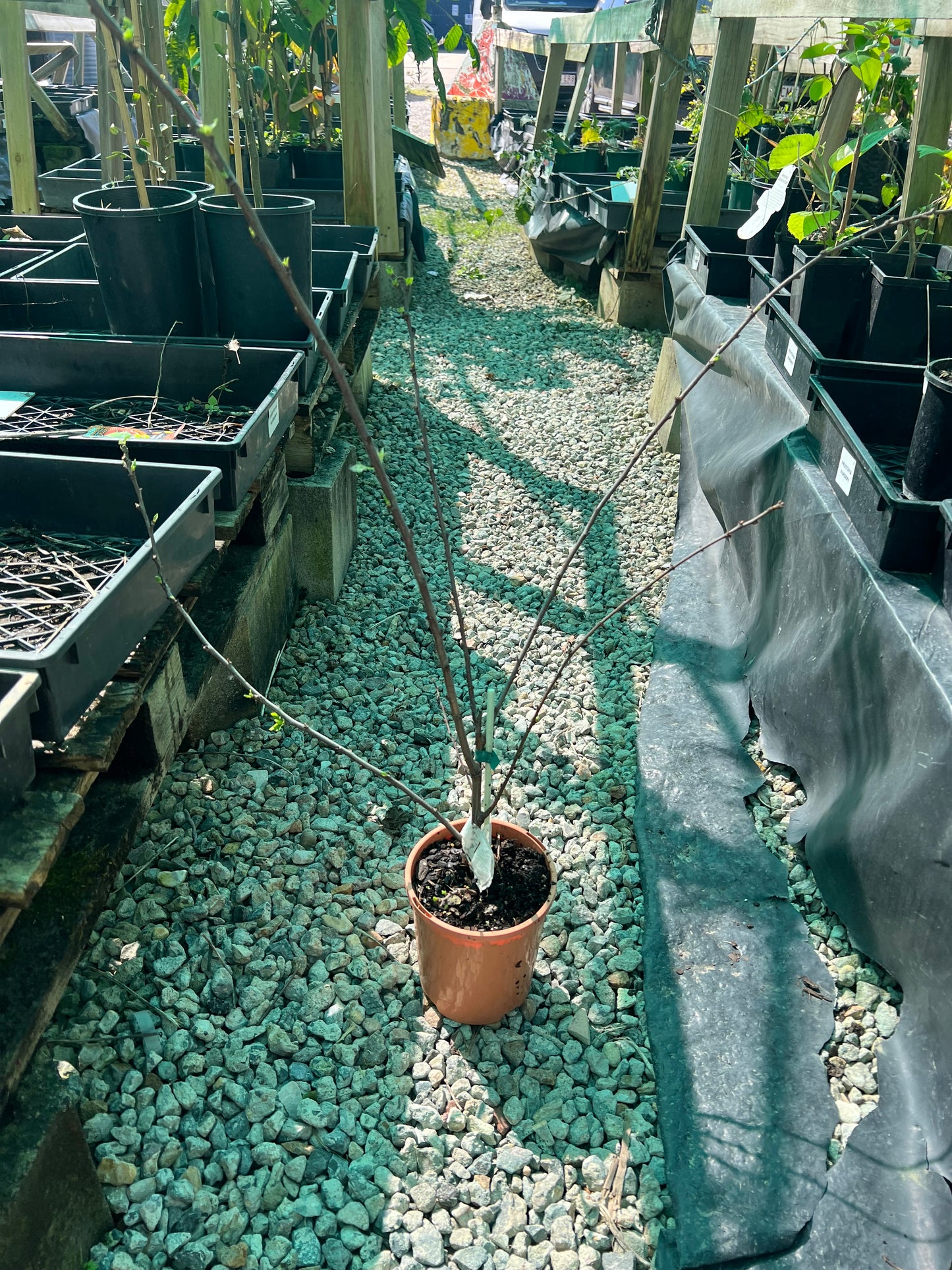 Plum - Satsuma Blood