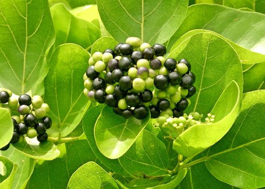 Premna Serratifolia