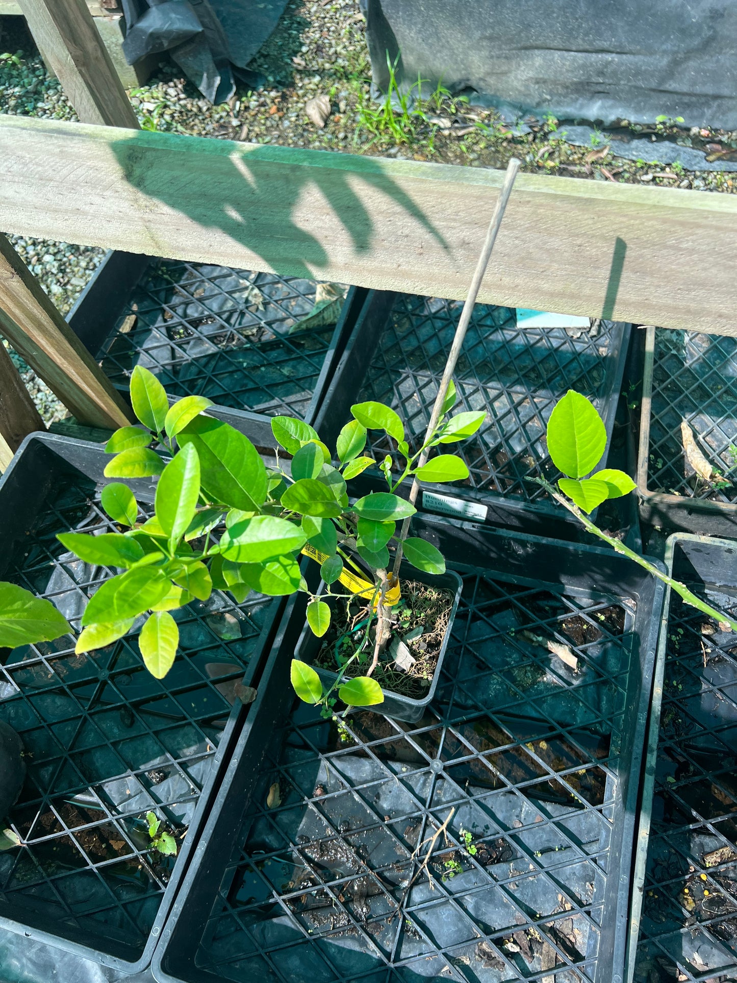 Lime - West Indian RESTRICTED TO QLD