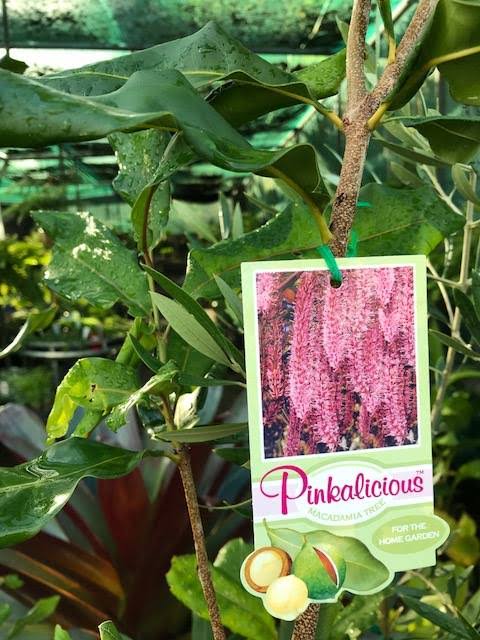 Macadamia Nut - Pinkalicious