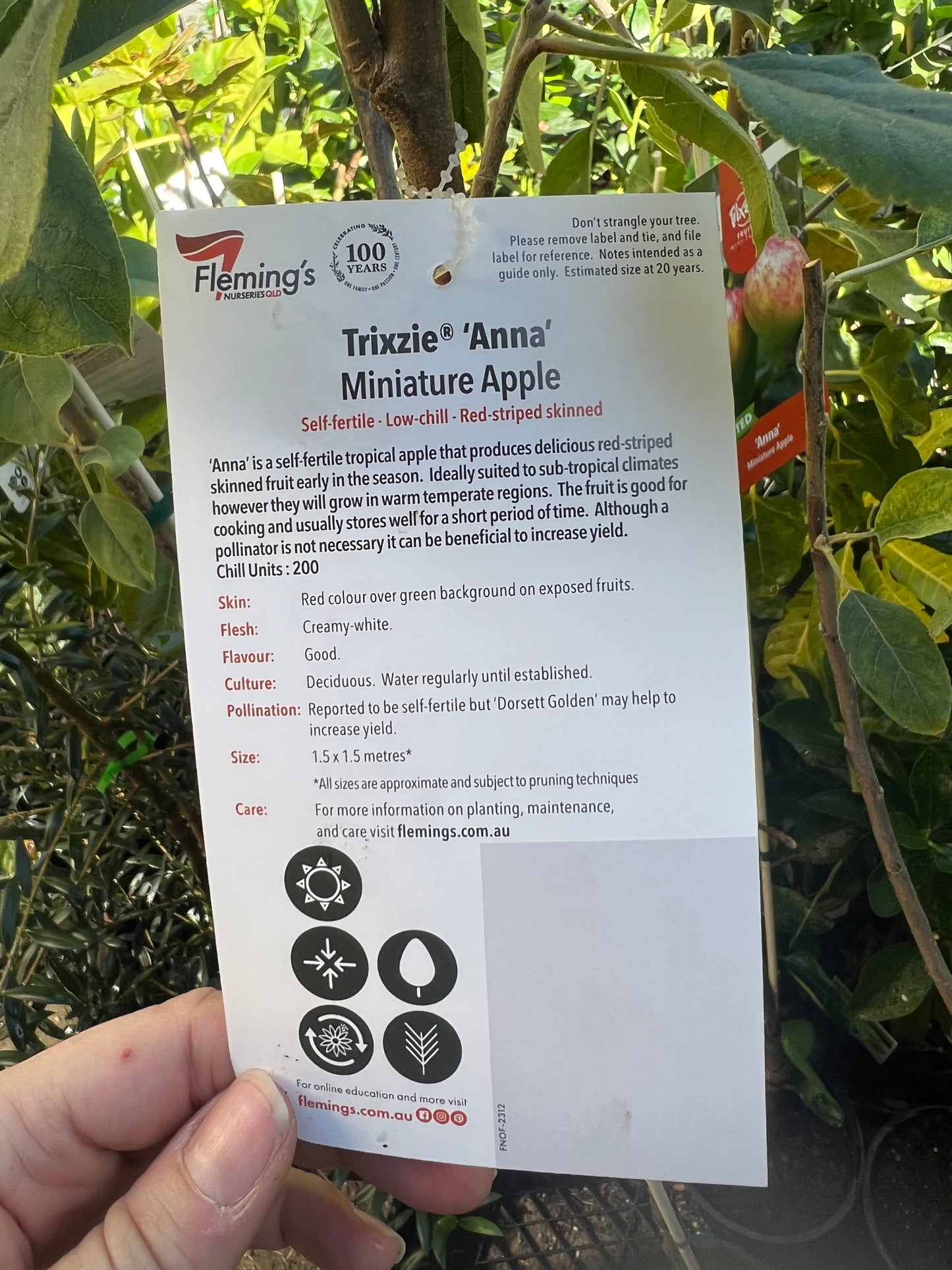 Super Dwarf Apple - Anna