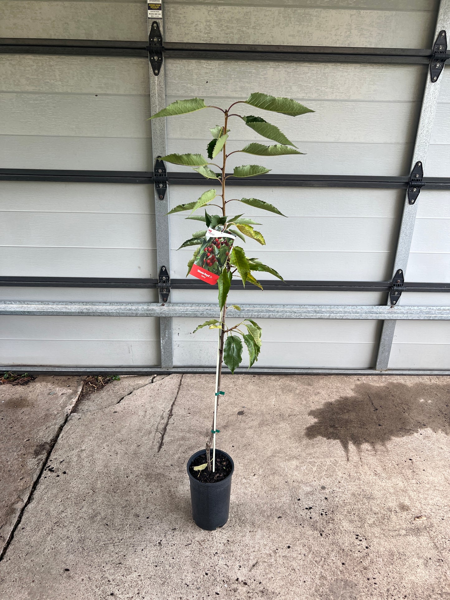 Cherry - Mini Royal (Medium)