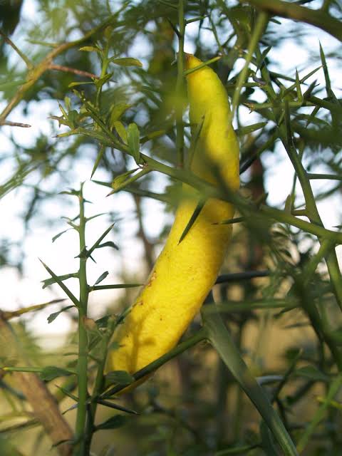 Finger Lime - Gold Finger