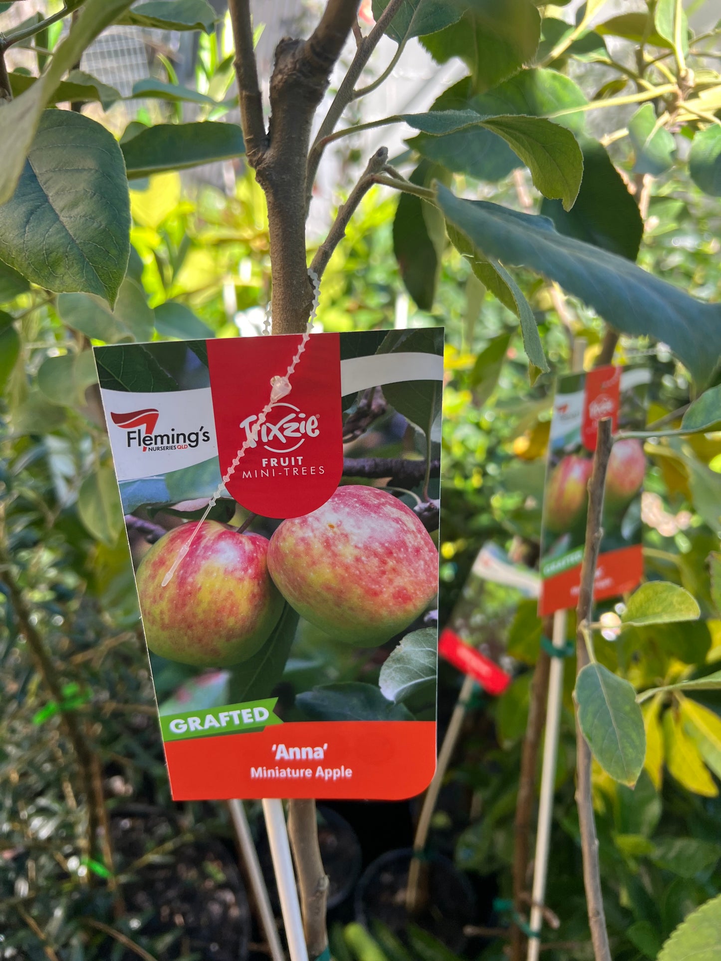 Super Dwarf Apple - Anna