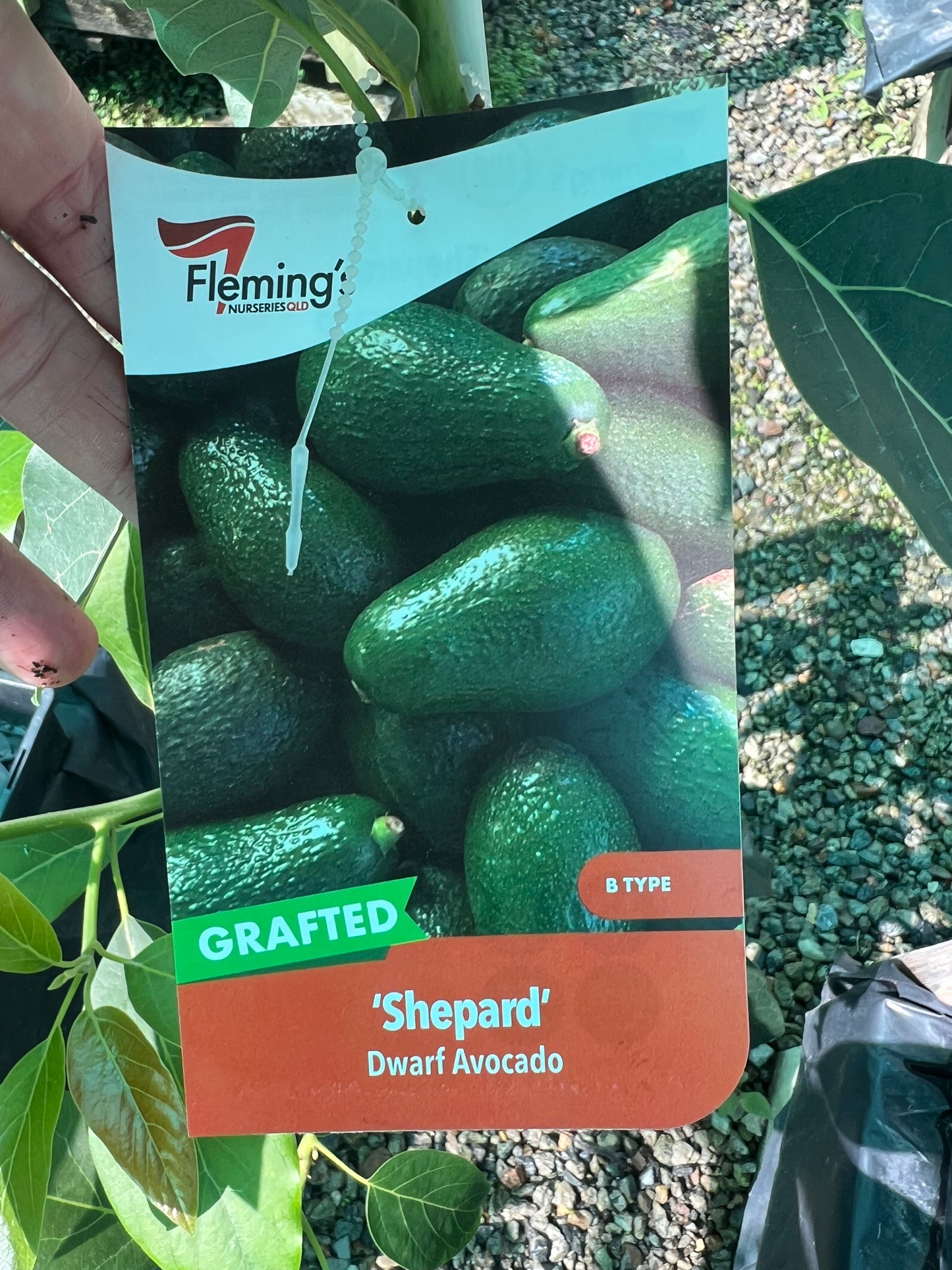 Dwarf Avocado - Shepard (Type B)