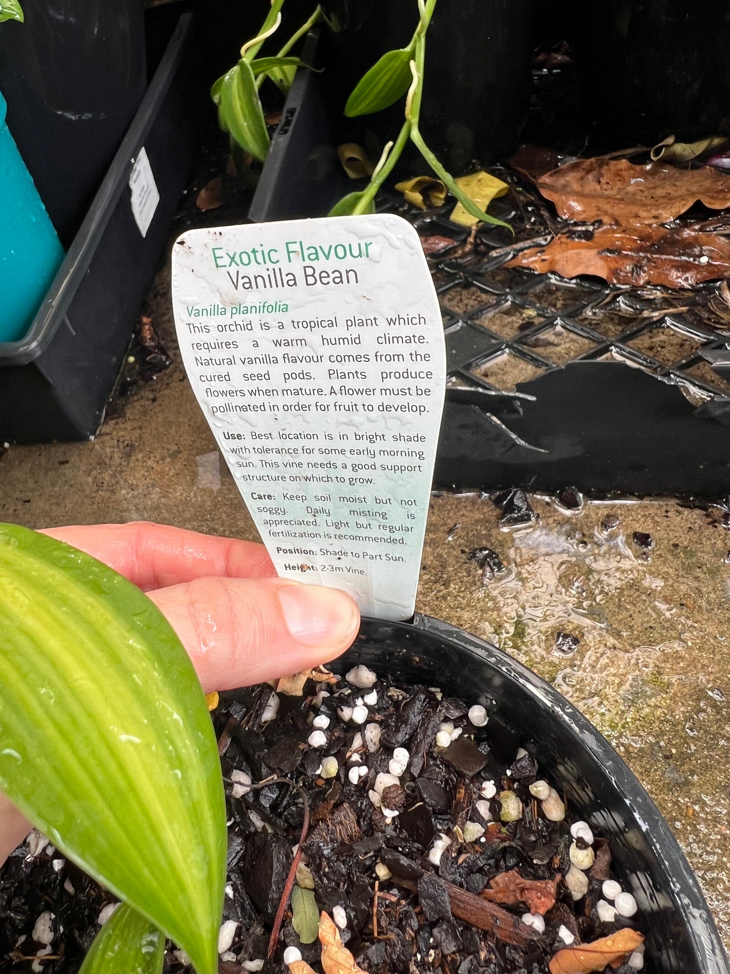 Vanilla Bean Orchid - Varigated