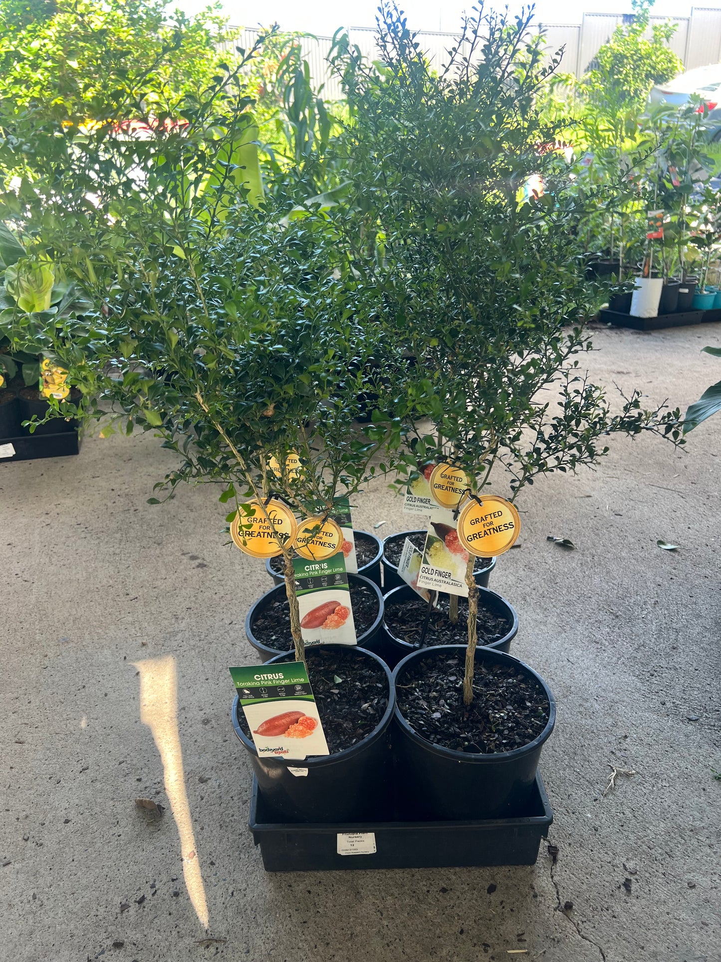 Finger Lime - Purple