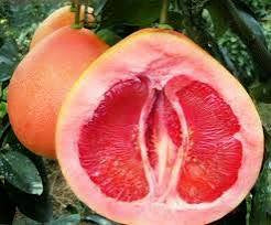 Pomelo - Carter’s Red QLD ONLY