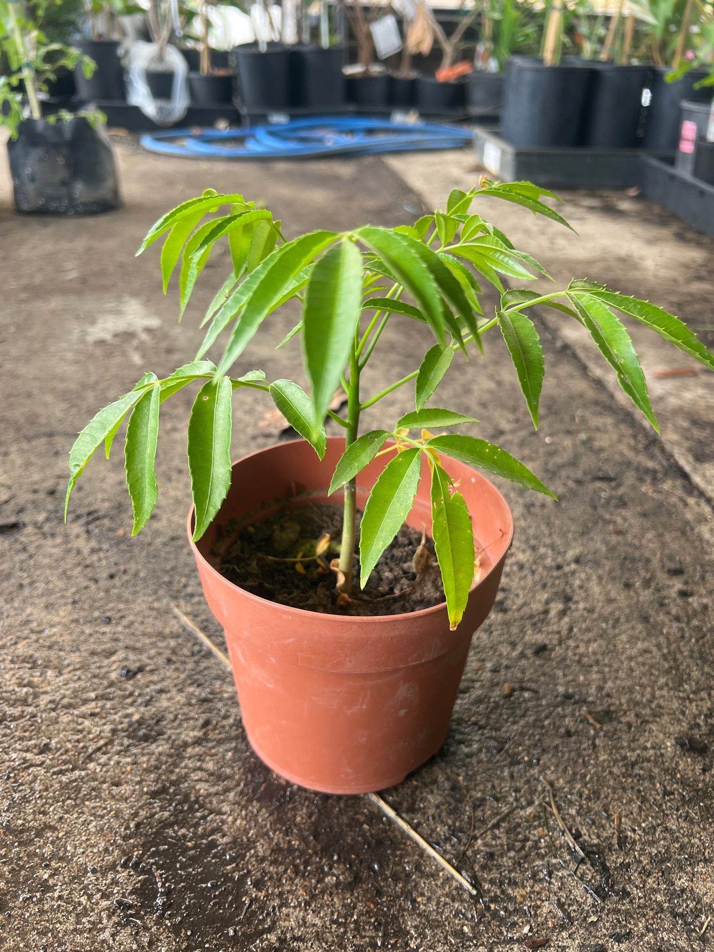 Hog Plum - Dwarf