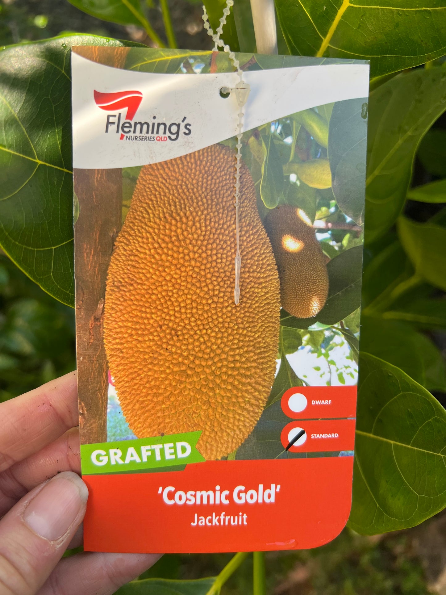 Jackfruit - Cosmic Gold
