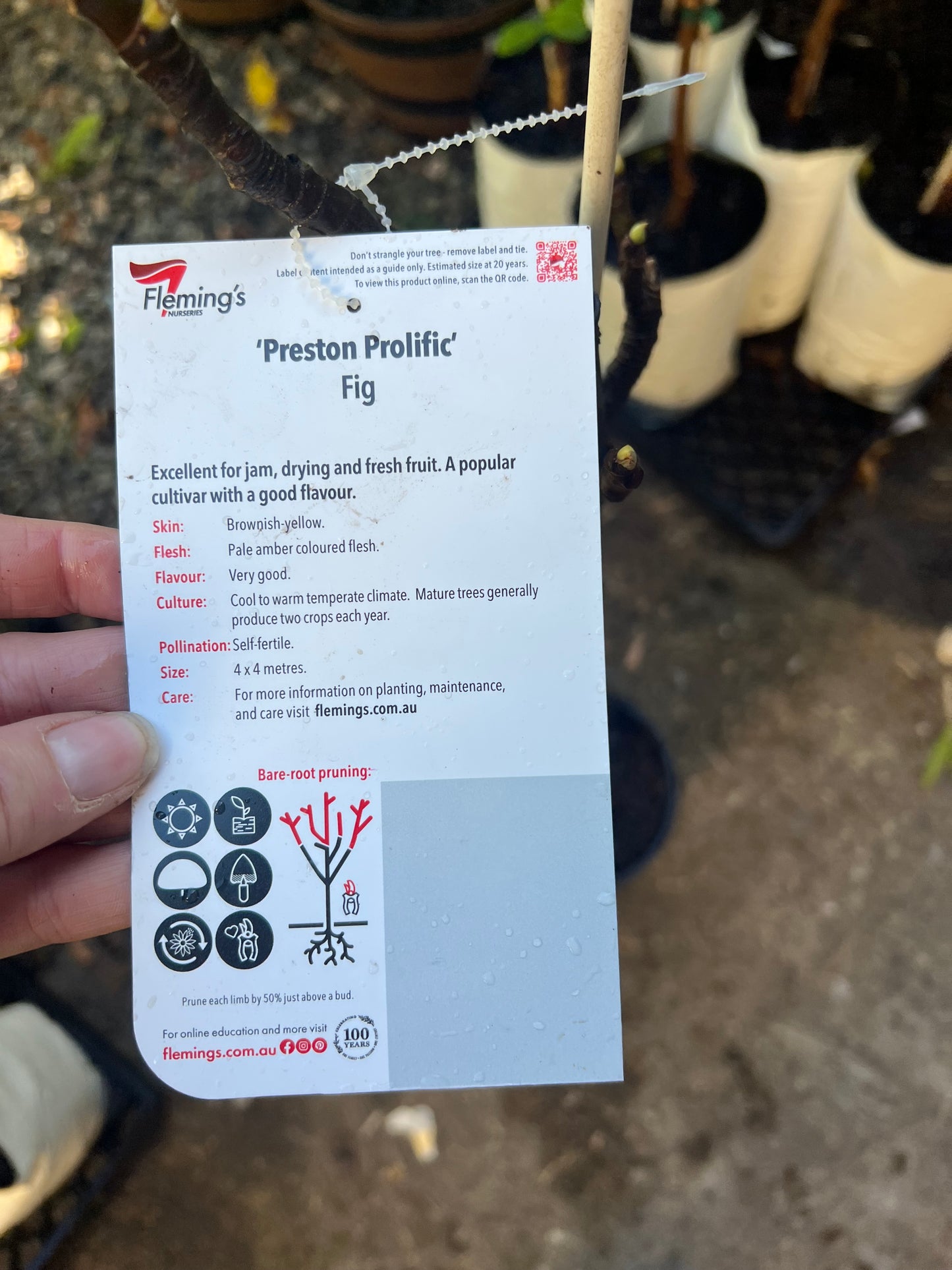 Fig - Preston Prolific