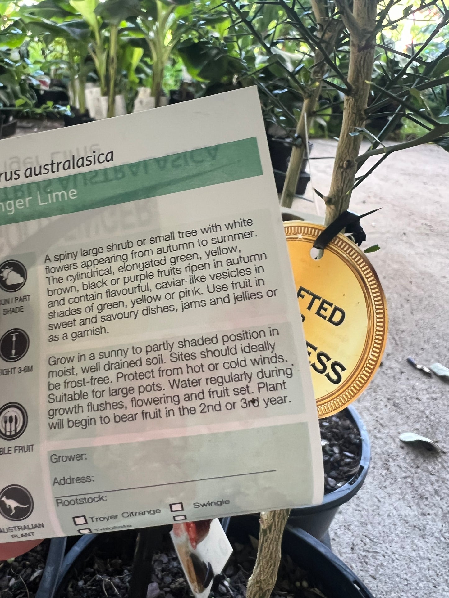 Finger Lime - Green Sapphire