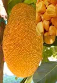 Jackfruit - Cosmic Gold
