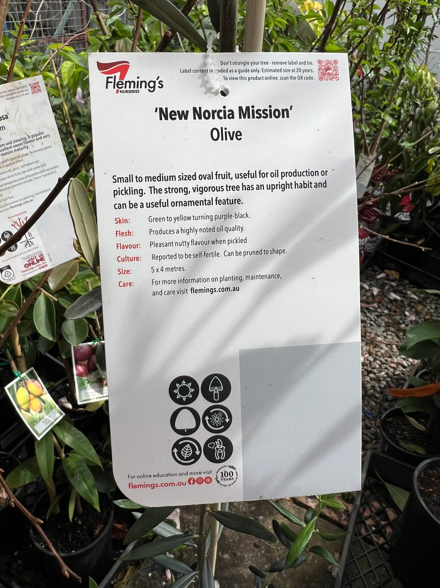 Olive - New Norcia Mission
