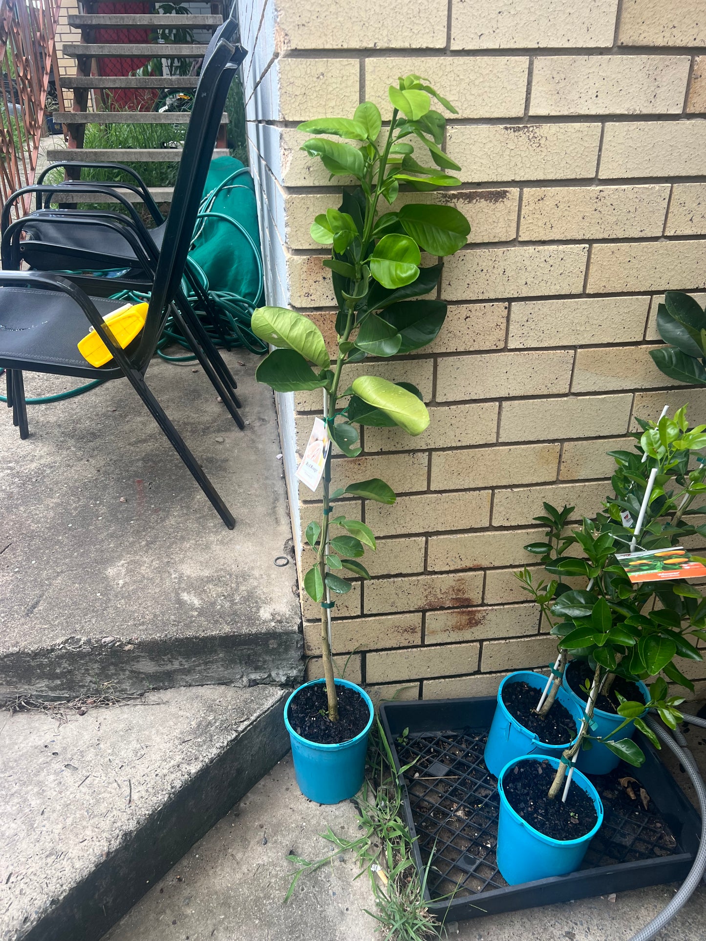 Pomelo - Carter’s Red QLD ONLY