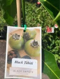 Black Sapote - Mossman