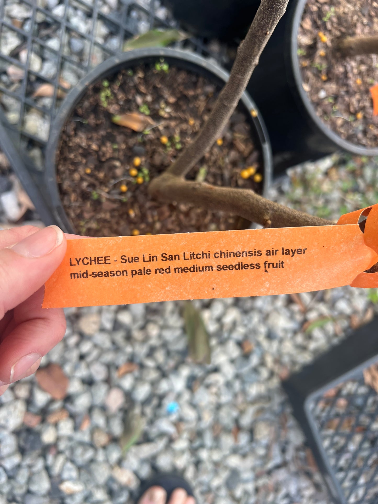 Seedless Lychee - Sue Lin San