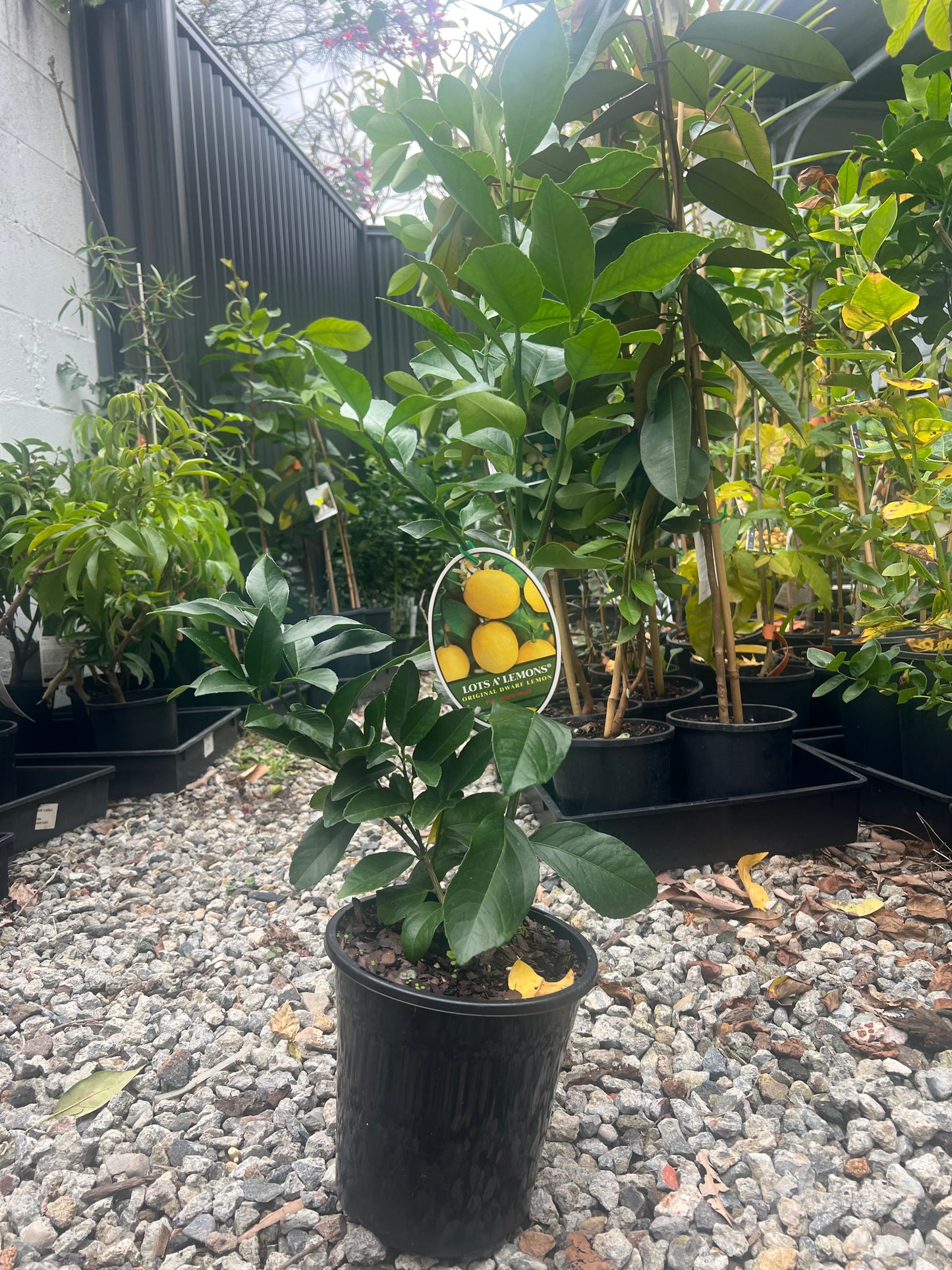 Lemon - Super Dwarf RESTRICTED TO QLD
