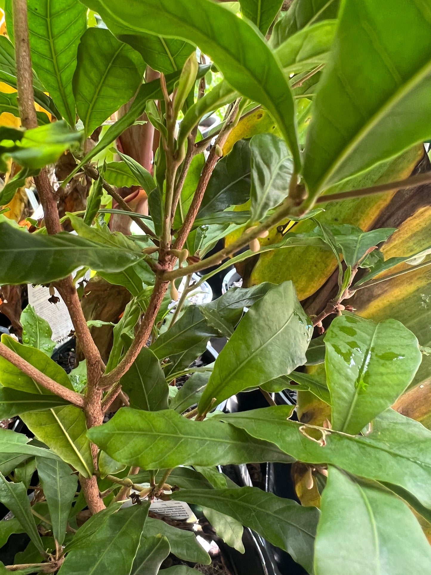 Miracle Berry - Advanced