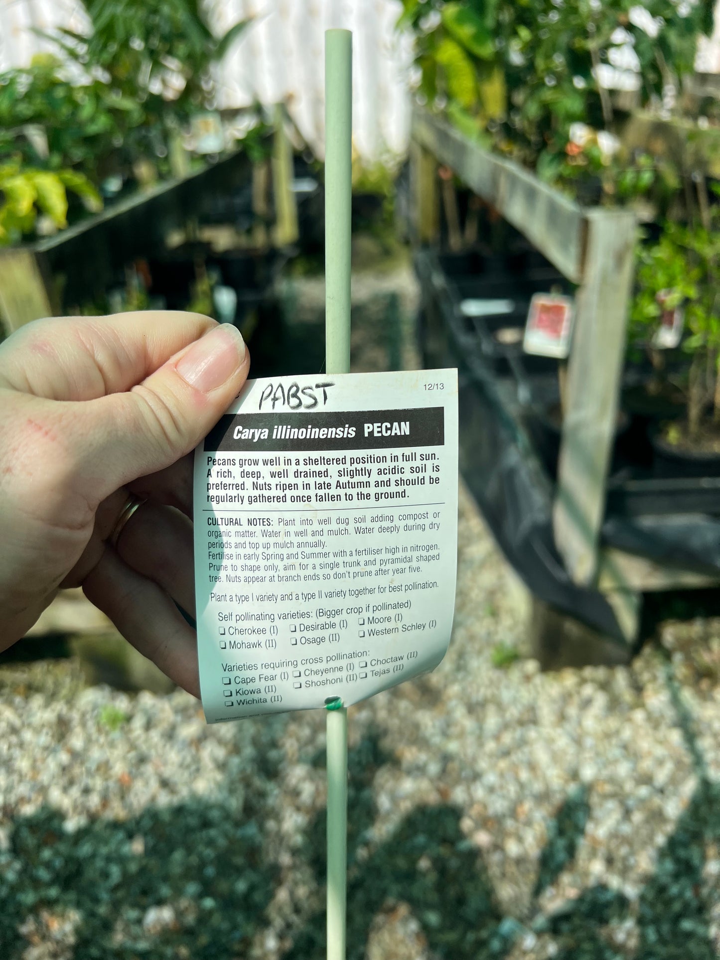 Pecan - Pabst Self Pollinating