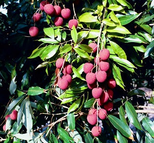 Semi Dwarf Lychee - Brewster