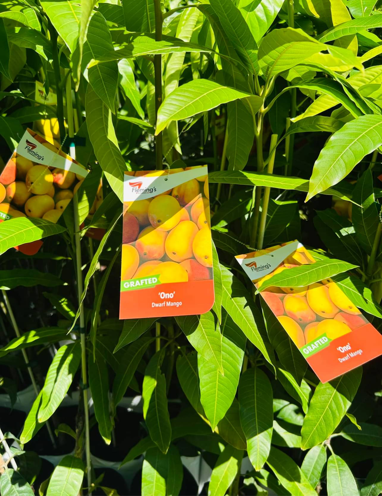 Dwarf Mango - Ono