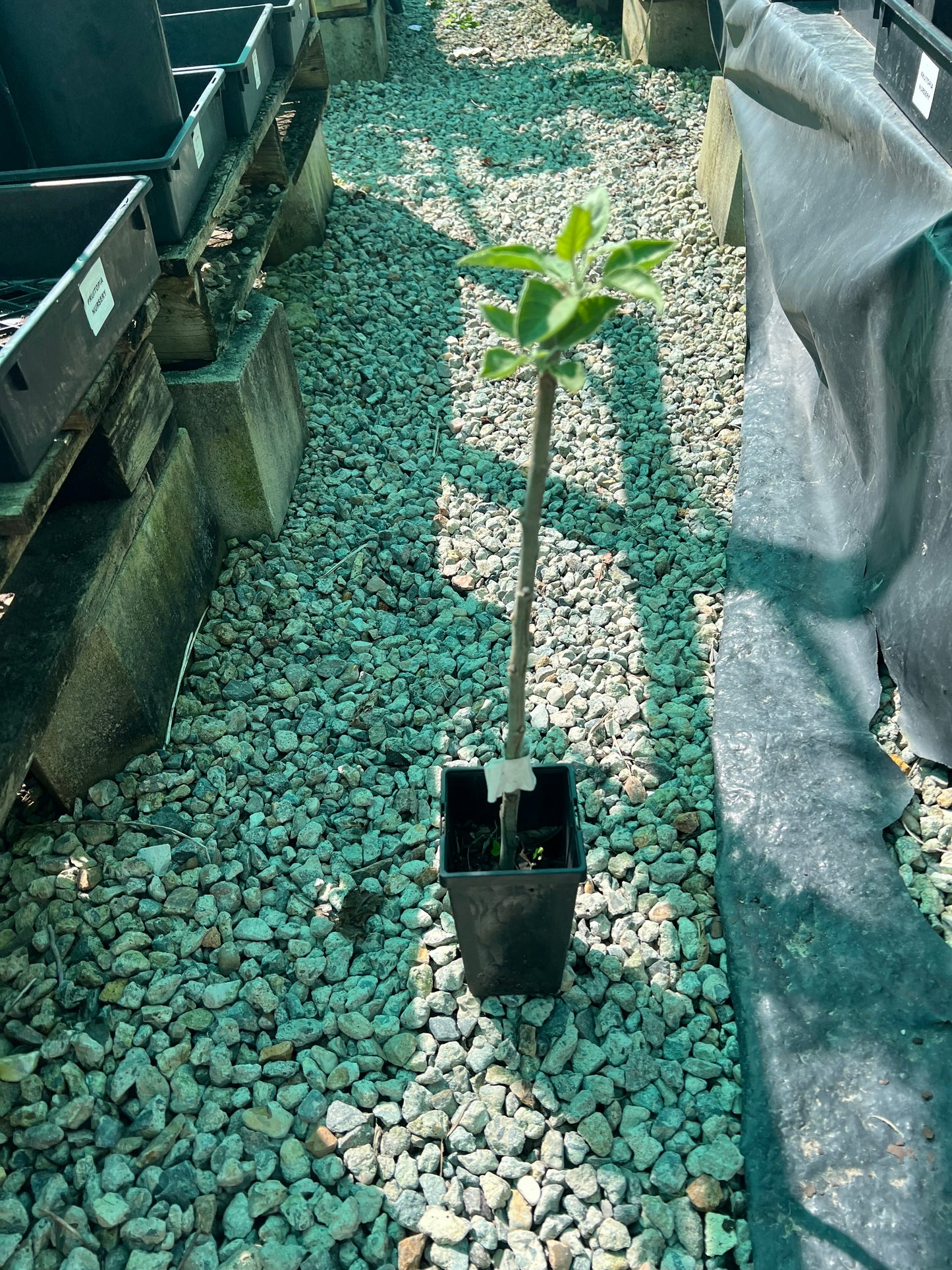 Apple - Granny Smith