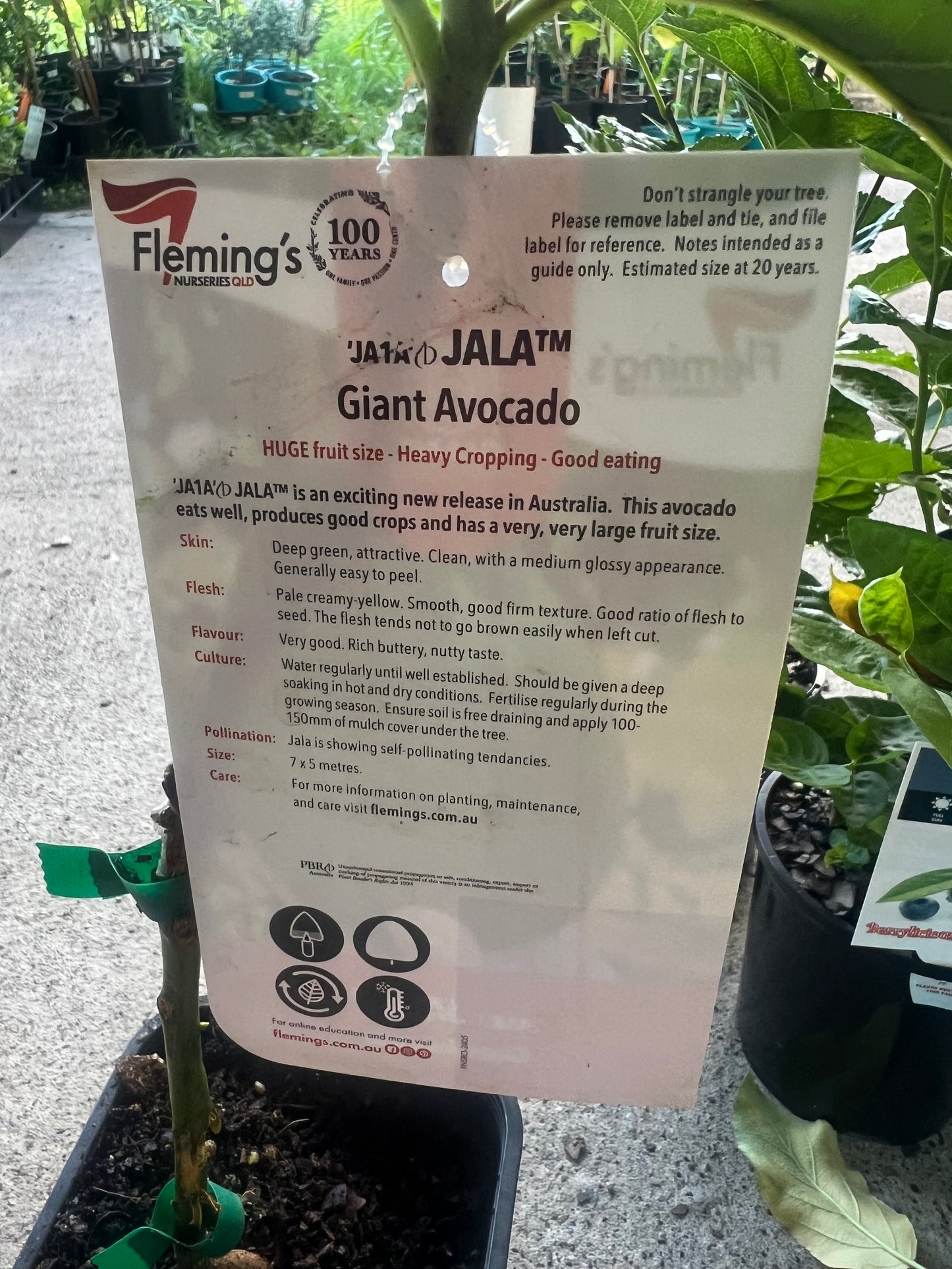 Avocado - Jala Giant LARGE