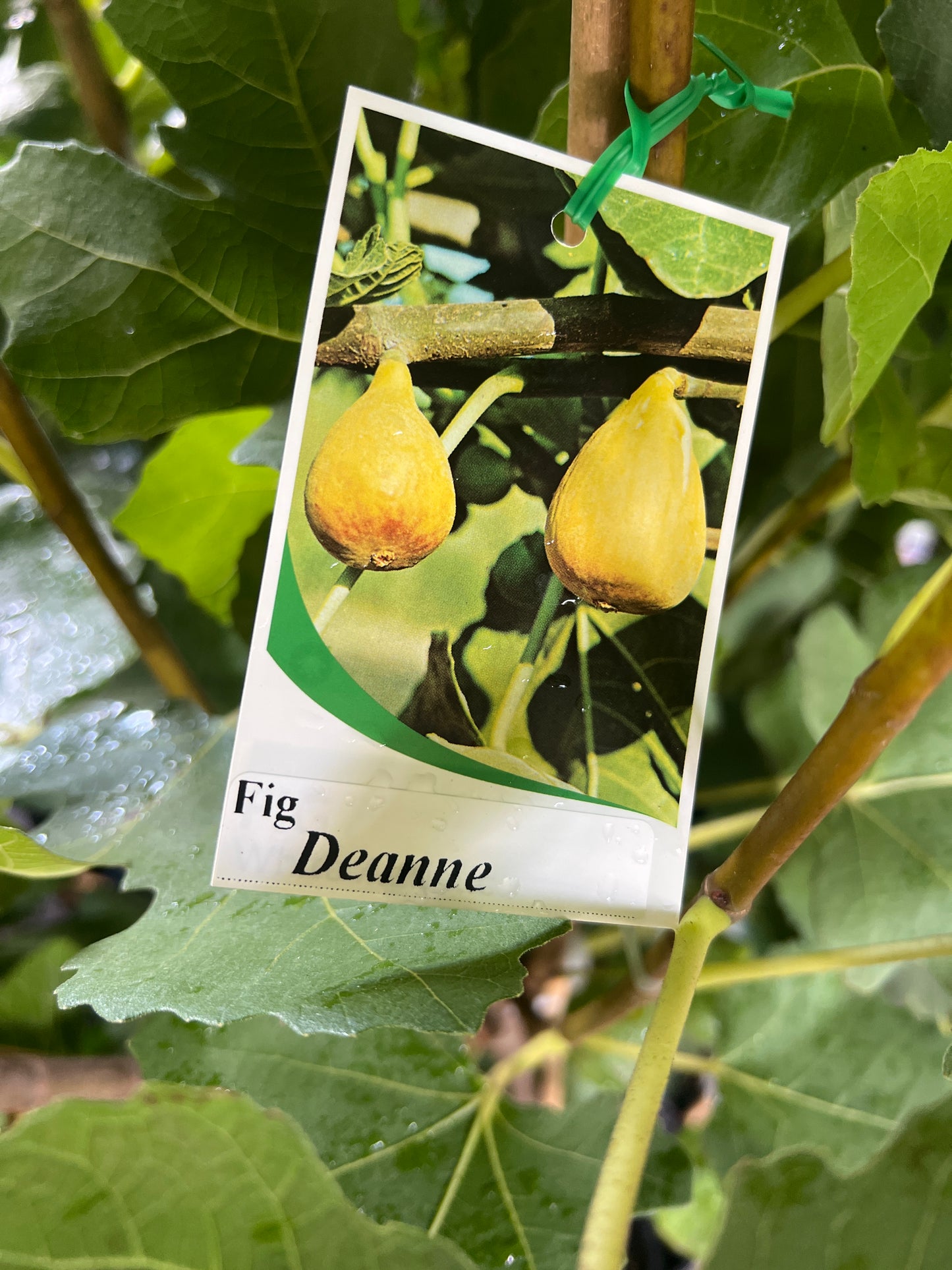 Fig - Deanne