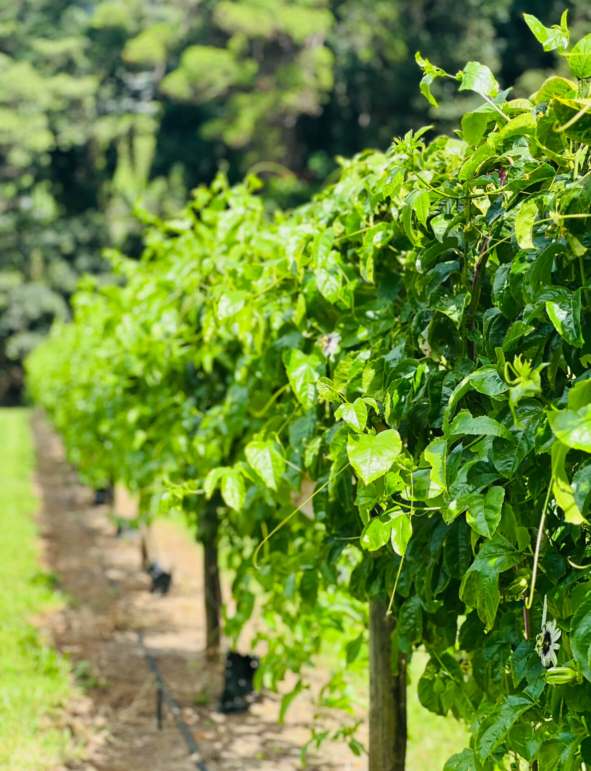 Passionfruit - Sensation