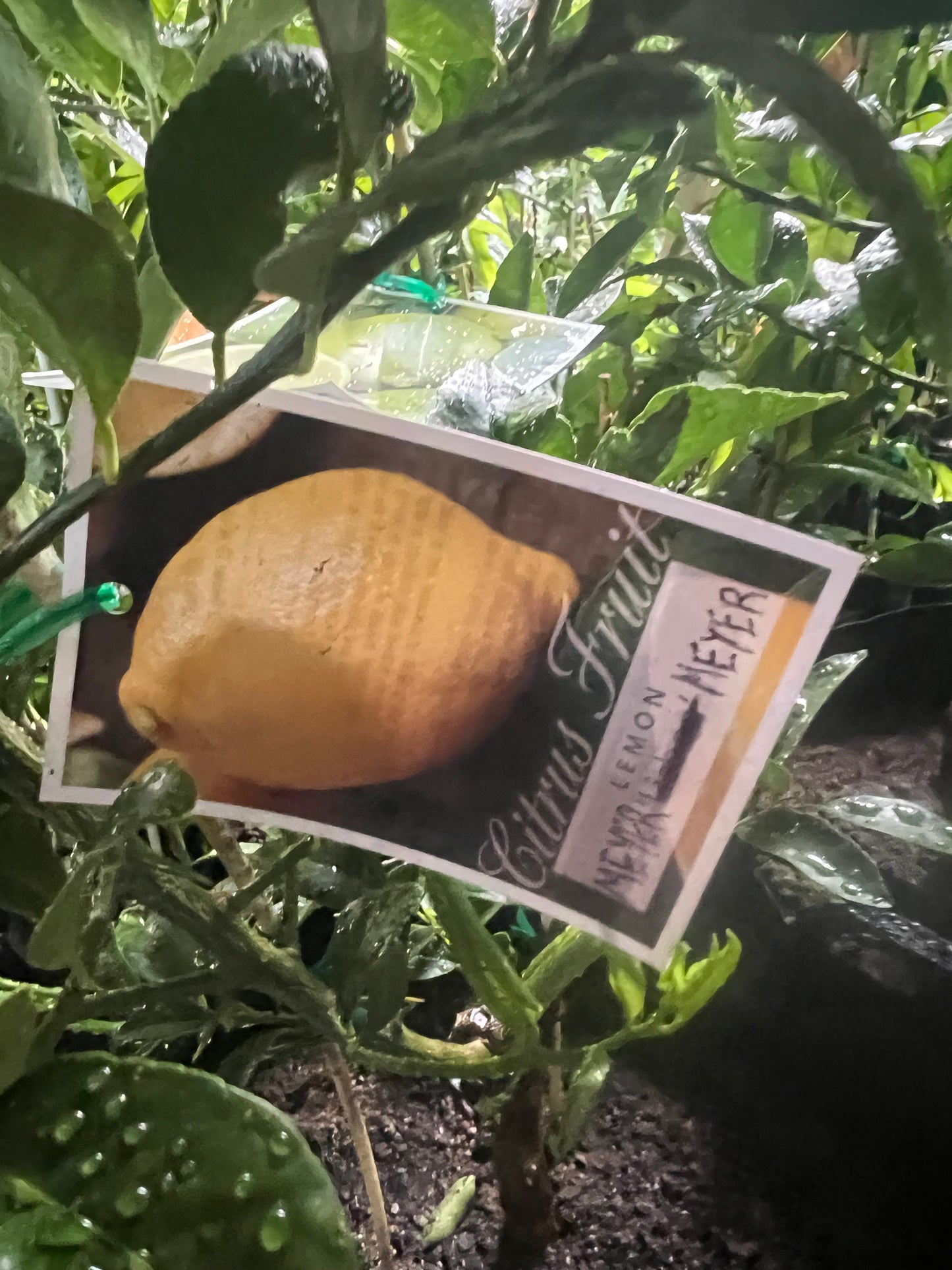 Double Grafted Lemon / Lime