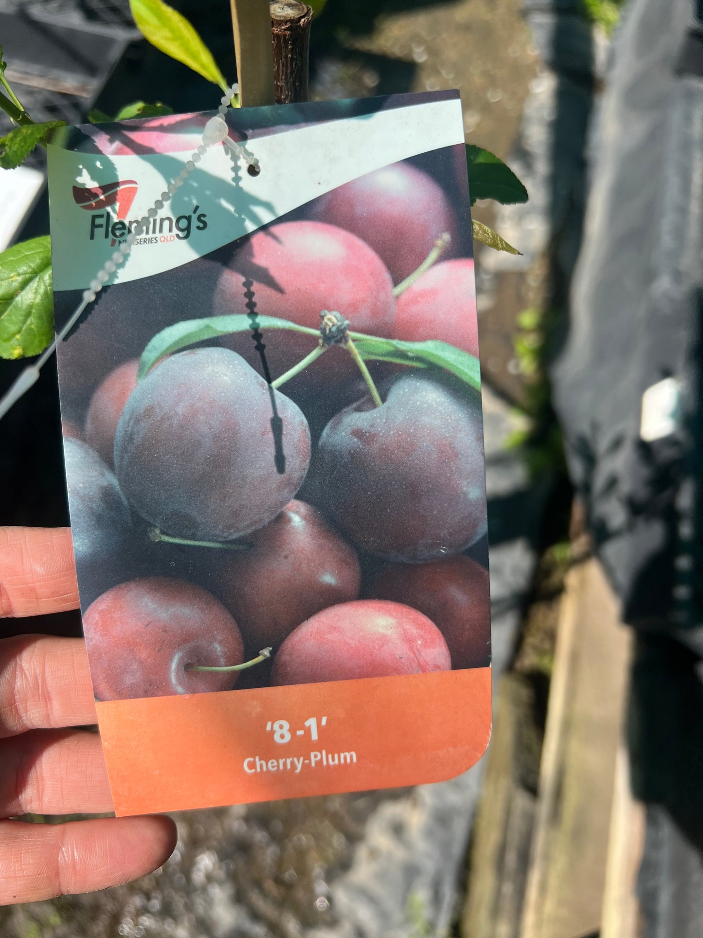 Cherry Plum