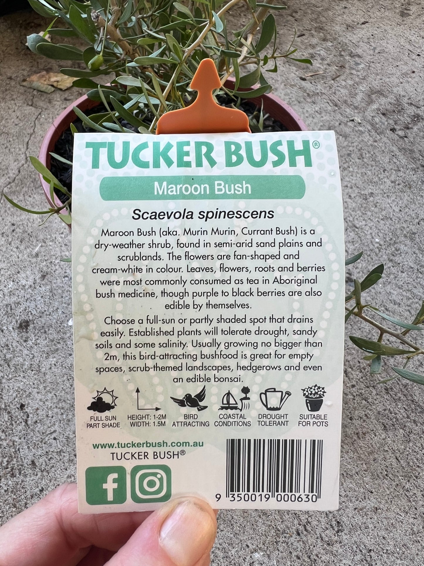 Maroon Bush