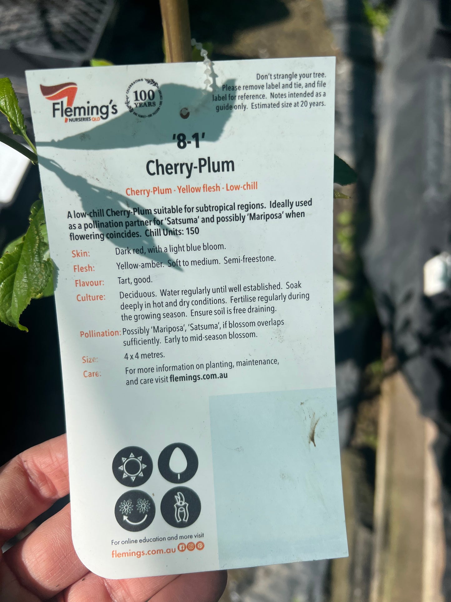 Cherry Plum