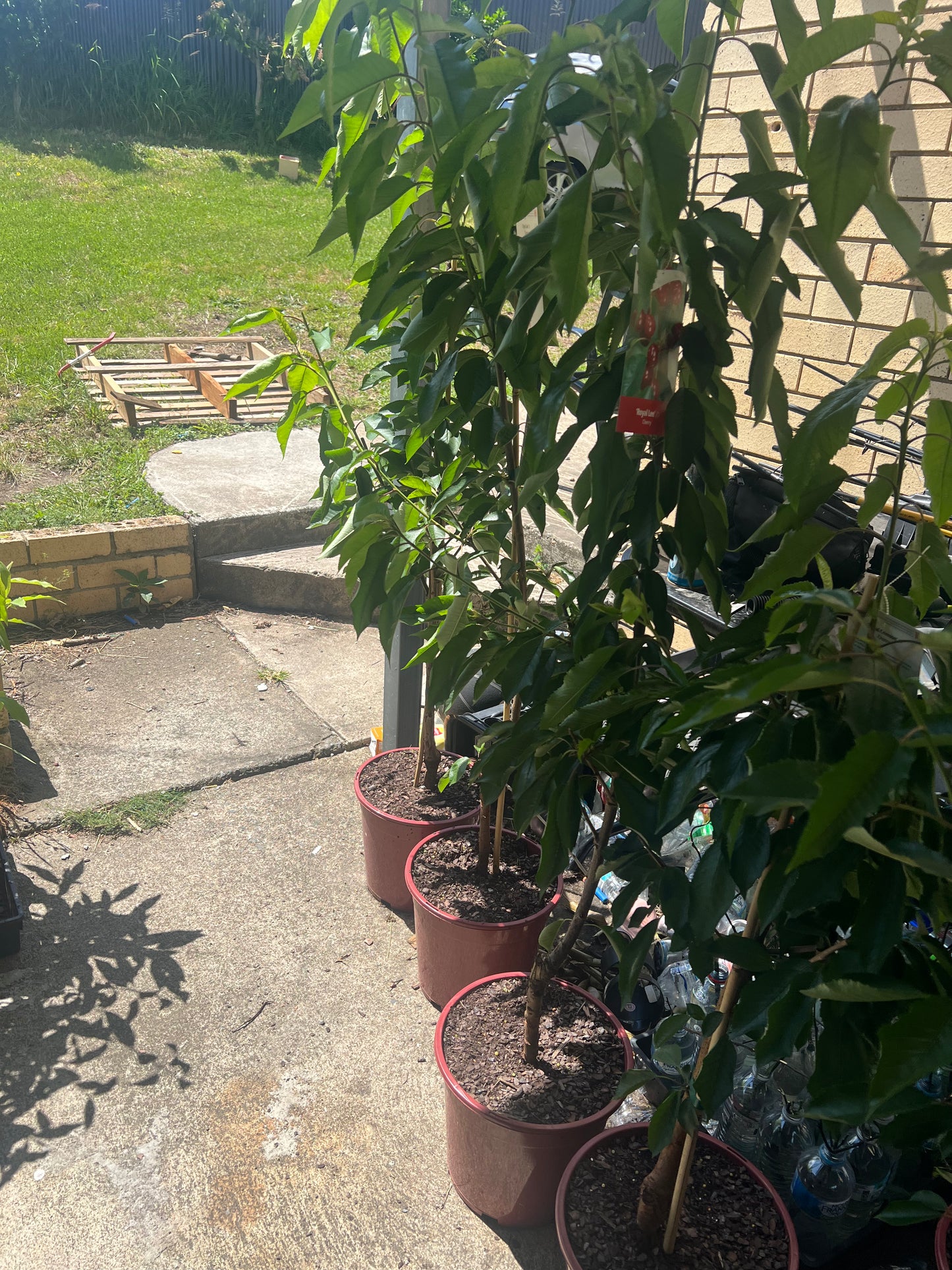Dwarf Cherry - Mini Royal