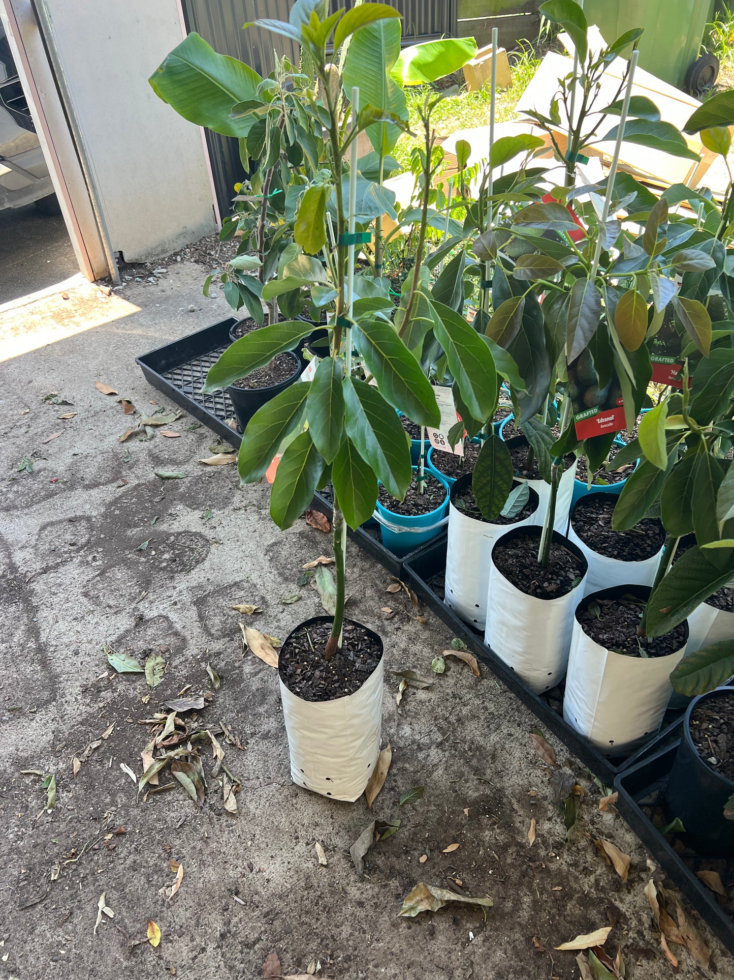 Avocado - Jala Giant LARGE