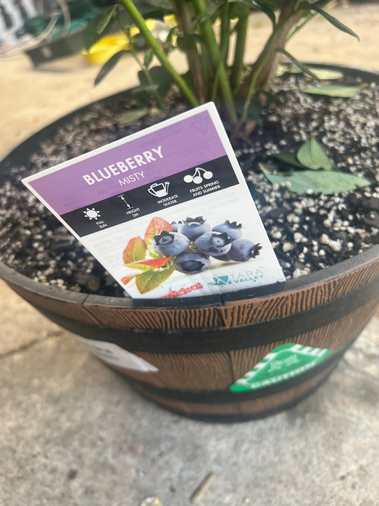 Blueberry - Misty (Large)