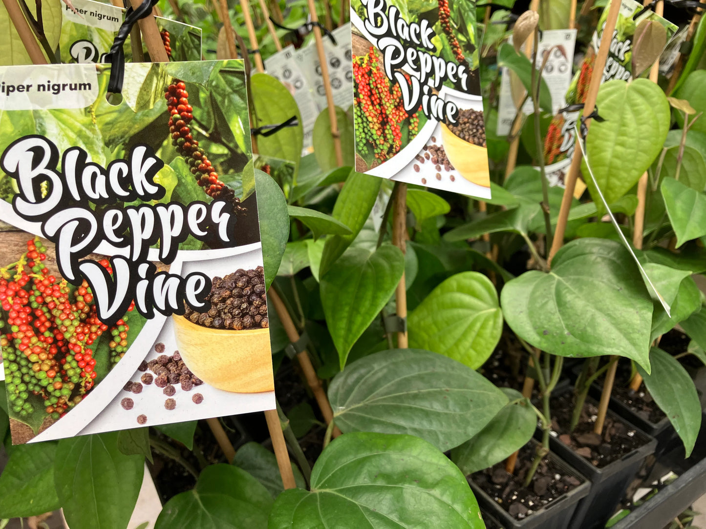 Black Pepper Vine