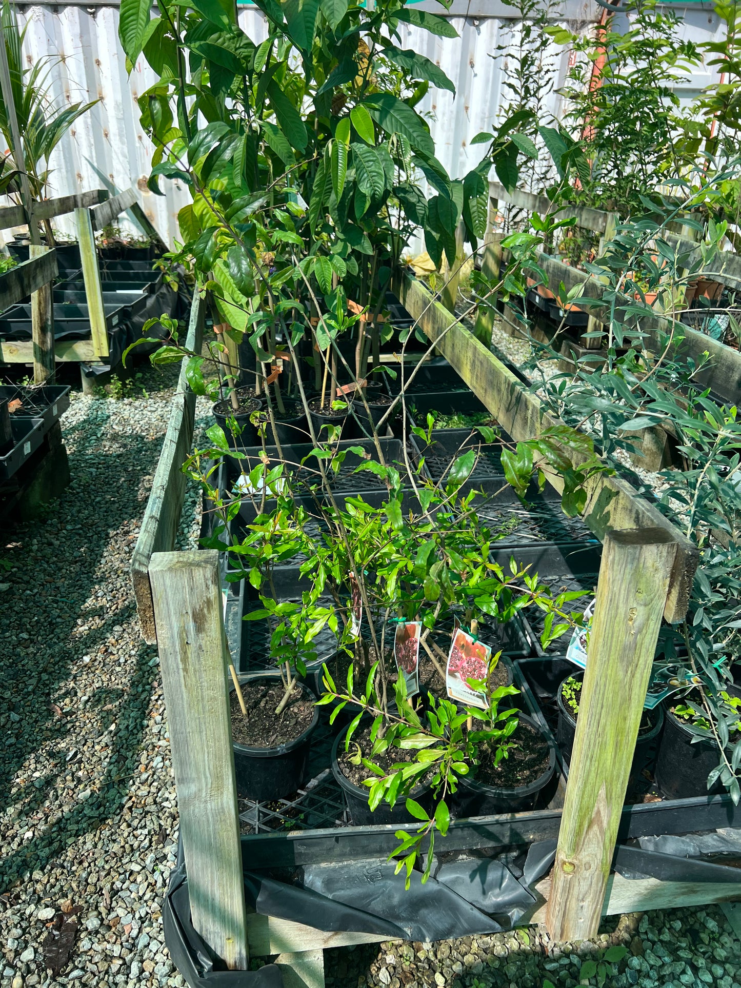 Pomegranate - Wonderful (Medium)