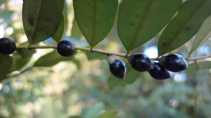 Black Plum