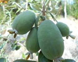 Feijoa - Nazemetz