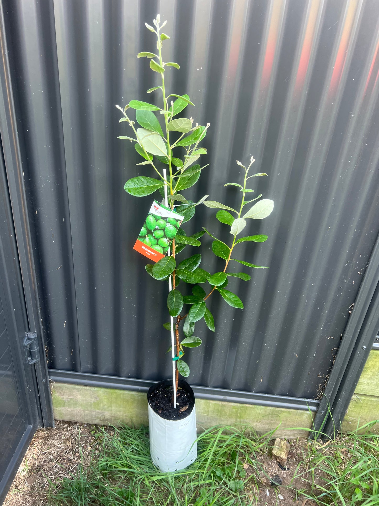 Feijoa - White Goose